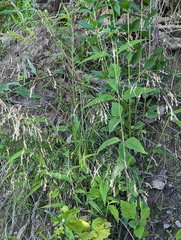 Poa saltuensis saltuensis