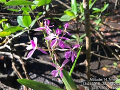 Epidendrum