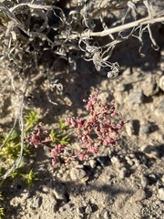 Micromonolepis pusilla