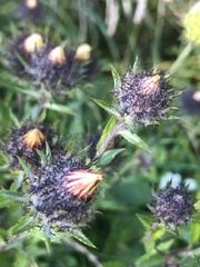 Carlina biebersteinii