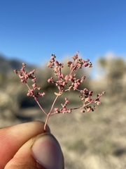 Micromonolepis pusilla