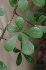 Cussonia thyrsiflora