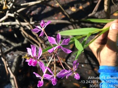Epidendrum