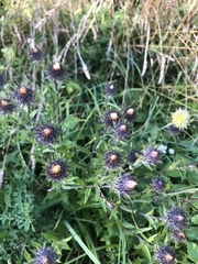 Carlina biebersteinii