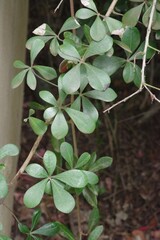 Cussonia thyrsiflora