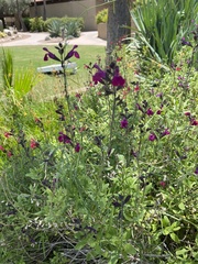 Salvia lemmonii