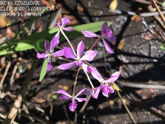 Epidendrum