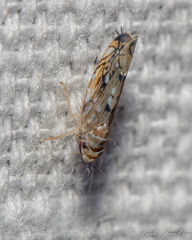 Scaphoideus opalinus