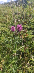 Betonica hirsuta