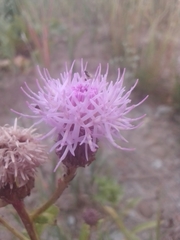 Cirsium arvense