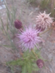 Cirsium arvense