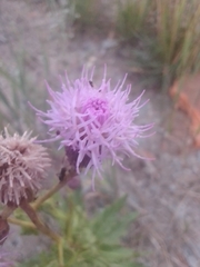 Cirsium arvense
