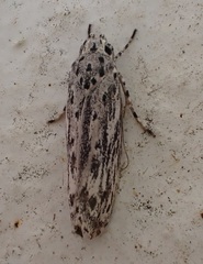 Ethmia confusella