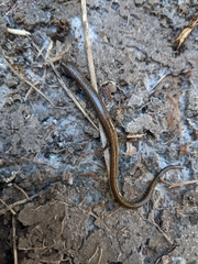 Batrachoseps nigriventris