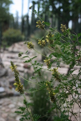 Dalea lutea