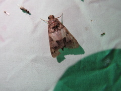 Melipotis agrotoides