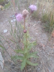 Cirsium arvense