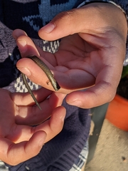 Batrachoseps nigriventris