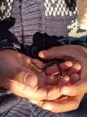 Batrachoseps nigriventris