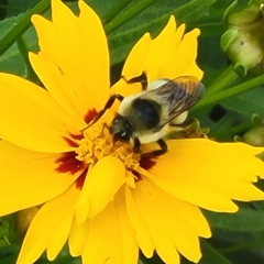Bombus