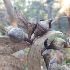 Eucalyptus scias scias