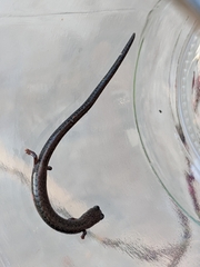 Batrachoseps nigriventris