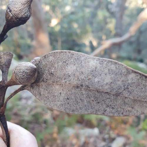 Image of Eucalyptus scias by (c) ronavery, some rights reserved (CC BY)