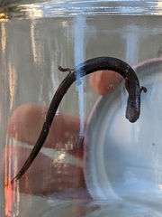 Batrachoseps nigriventris