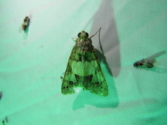 Melipotis agrotoides