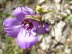 Clarkia lassenensis