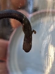 Batrachoseps nigriventris