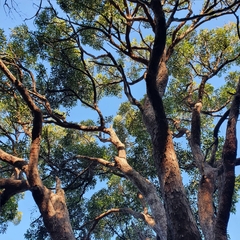 Eucalyptus scias scias