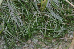 Zostera capensis