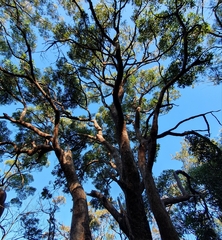 Eucalyptus scias scias