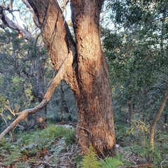 Eucalyptus scias scias