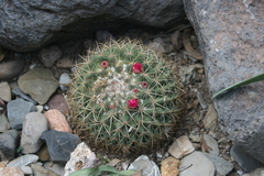 Mammillaria pringlei