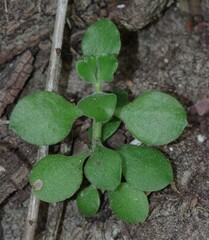 Cotyledon velutina