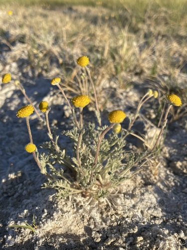 Image of Fivefinger Chickensage (Artemisia potentilloides) by (c) Matt Berger, some rights reserved (CC BY)