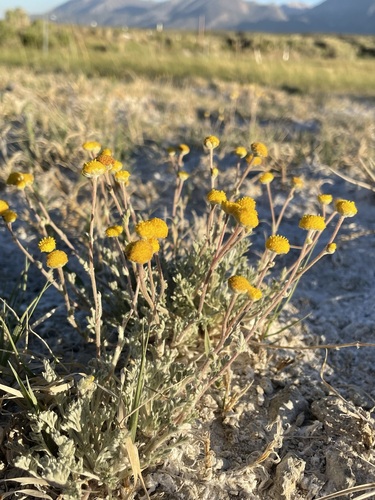 Image of Artemisia potentilloides by (c) Matt Berger, some rights reserved (CC BY)