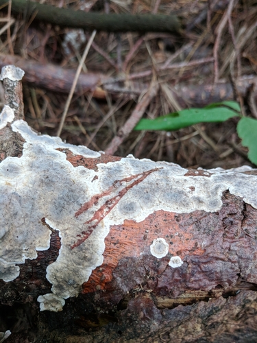 Representative image of Stereum sanguinolentum