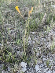 Crepis runcinata