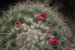 Mammillaria pringlei