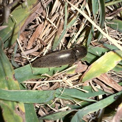 Orthostethus infuscatus