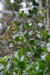 Dovyalis rotundifolia