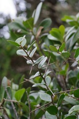 Dovyalis rotundifolia