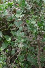 Dovyalis rotundifolia