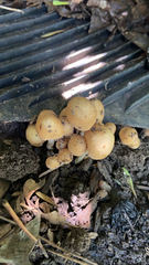 Coprinellus micaceus