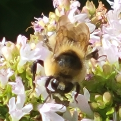 Bombus