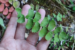 Adiantum ruizianum