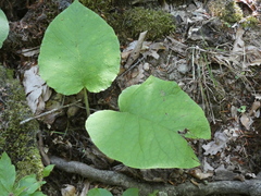 Trachystemon